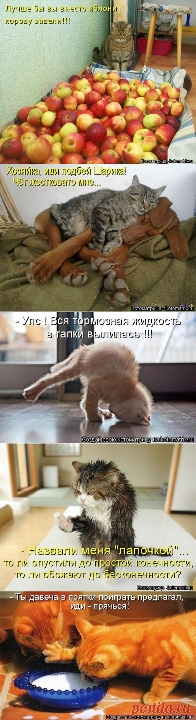 Прикольные котоматрицы / Питомцы
