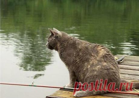Коты и собака решили половить рыбку. Смешное видео для поднятия настроения. - МирТесен