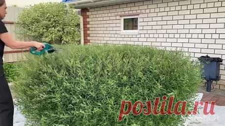 МЫ КУПИЛИ ЭТО🔥👍СТРИЖКА КУСТОВ ИВА НАНА И ДЕРЕН🌳НАШ ПЕРВЫЙ ОПЫТ☘️ ДЕЛА САДОВЫЕ🌱