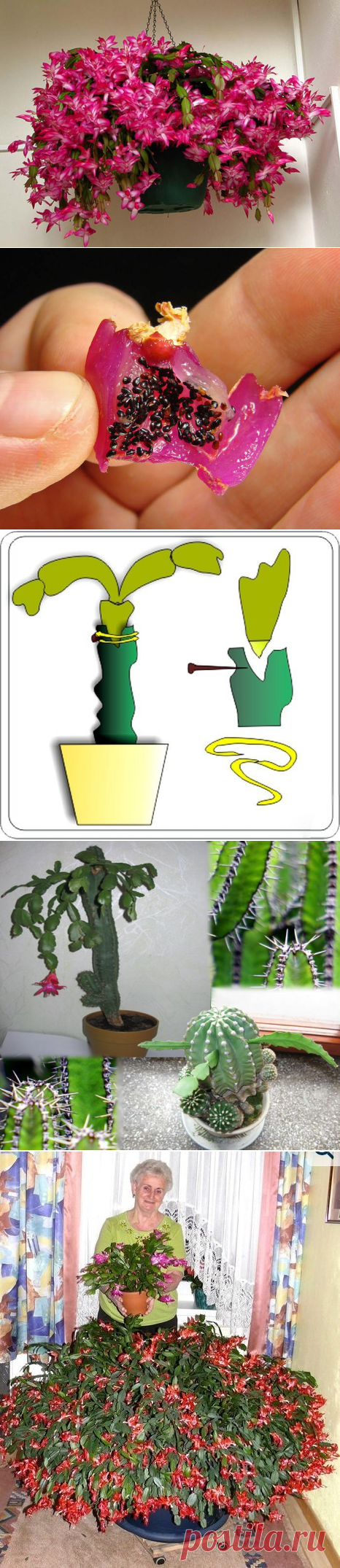 Цветок декабрист (шлюмбергера, зигокактус, рождественник): уход и размножение в домашних условиях