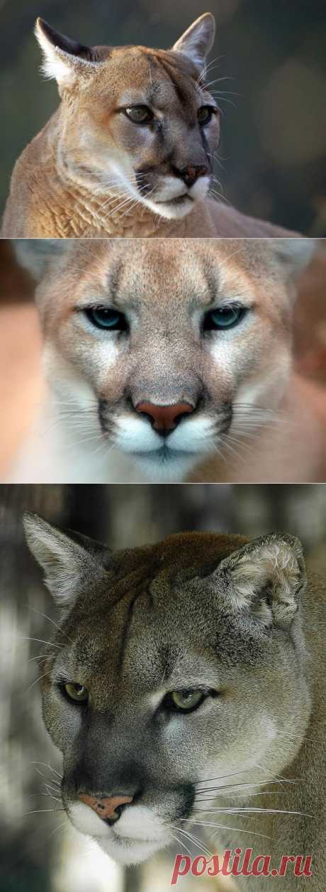 Малоизвестные факты о пуме - Наука и жизнь
