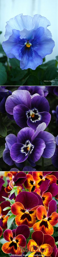 Анютины глазки, Популярное and Синий on Pinterest