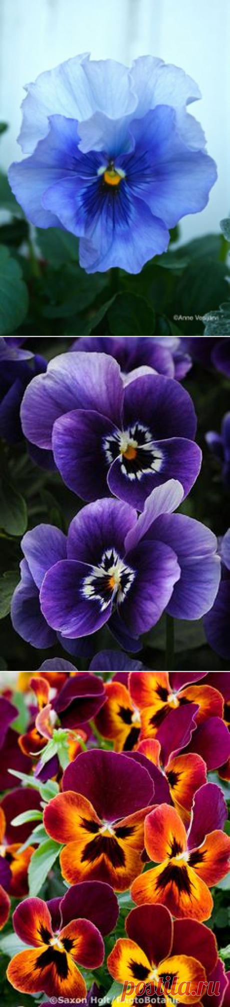Анютины глазки, Популярное and Синий on Pinterest