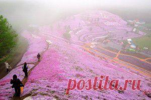 ТРАВЯНАЯ САКУРА. НЕВЕРОЯТНАЯ КРАСОТА.