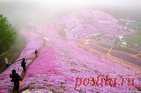 ТРАВЯНАЯ САКУРА. НЕВЕРОЯТНАЯ КРАСОТА.