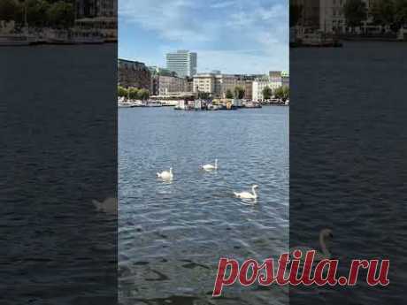 Лебеди / Hamburg Alster #travel #hamburg #nature