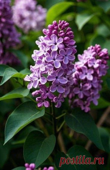 Пин на доске яСИРЕНЬ