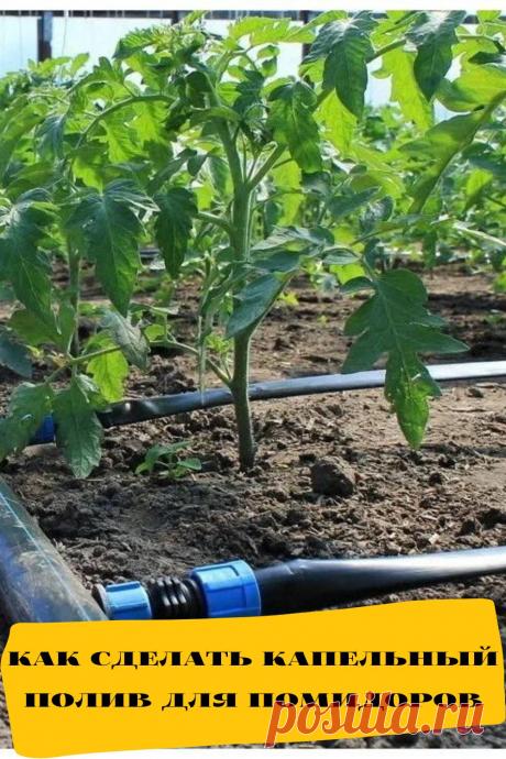как сделать капельный полив для помидоров