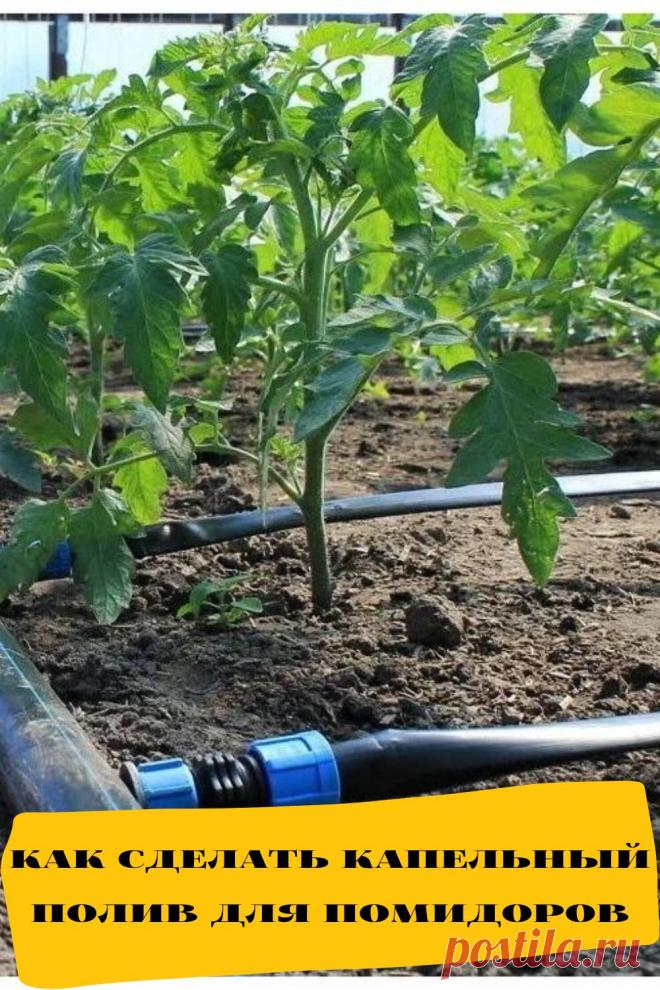 как сделать капельный полив для помидоров