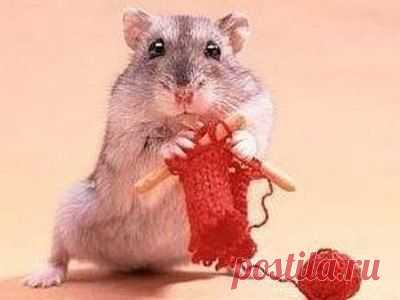 Ох уж эти Хомяки / Болталка / Разговоры на любые темы