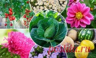 Что посеять в апреле на рассаду Опытные садоводы и огородники уже посеяли семена на рассаду и даже получили первые всходы. Но есть растения, которые, как и люди, не любят 