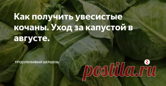 Как получить увесистые кочаны. Уход за капустой в августе.  В августе капусте также нужно уделять внимание, как и в предыдущие месяцы, чтобы все ваши труды не пошли на смарку. Что нужно делать, чтобы улучшить урожай:
1. Не обрывать листья. Капуста сама знает, когда это нужно делать, когда нет. Если же листья пожелтели или подсохли, то они сами отпадут. Но для вас это сигнал, что растению чего-то не хватает. Оторванные листья, особенно нижние, негативно ска