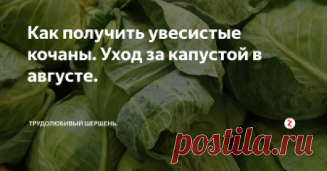Как получить увесистые кочаны. Уход за капустой в августе.  В августе капусте также нужно уделять внимание, как и в предыдущие месяцы, чтобы все ваши труды не пошли на смарку. Что нужно делать, чтобы улучшить урожай:
1. Не обрывать листья. Капуста сама знает, когда это нужно делать, когда нет. Если же листья пожелтели или подсохли, то они сами отпадут. Но для вас это сигнал, что растению чего-то не хватает. Оторванные листья, особенно нижние, негативно ска