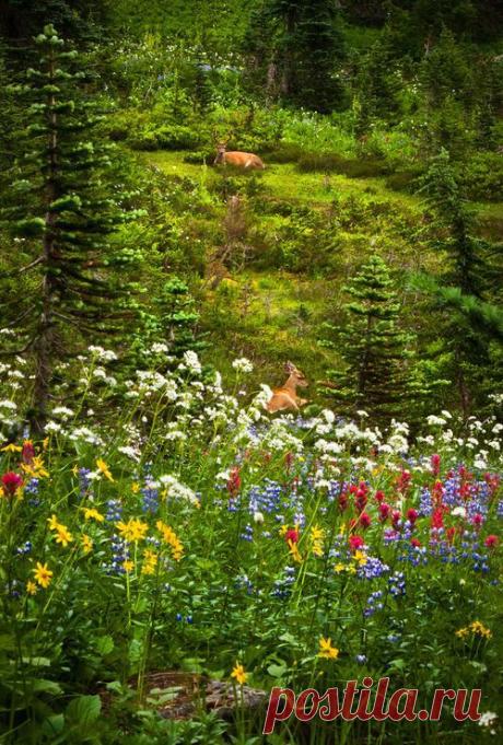 Wildflowers. | Pinterest: инструмент для поиска и хранения интересных идей