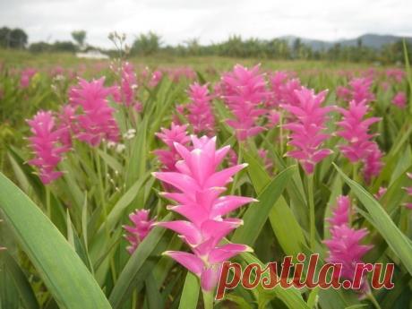 Волшебная куркума: принимаем правильно Польза куркумы