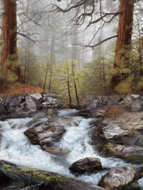 Хвойный лекарь: Лечение сосновыми шишками