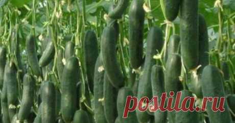 Сажаю огурцы по методу белорусской тётушки! Этот способ посадки все соседи испробовали на своем огороде… Прошлой весной мы ездили к родственникам в Белоруссию и привезли оттуда способ посадки огурцов в грунт, которым пользуется моя тетя, Вера Кирилловна, уже не один десяток лет. Для посадки она готовит следующие компоненты: перегной, древесную золу, кипяток и собственно семена. Инструмент, применяемый