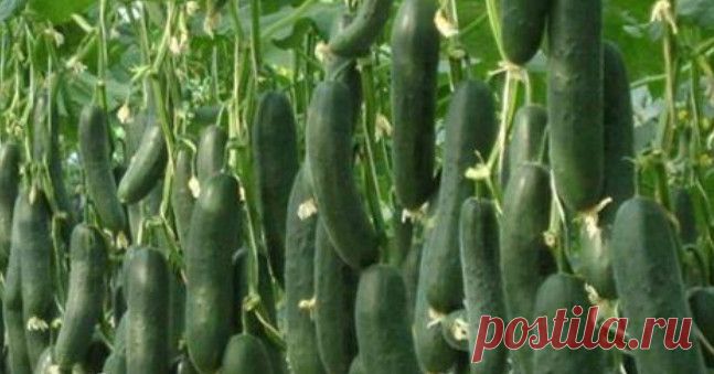 Сажаю огурцы по методу белорусской тётушки! Этот способ посадки все соседи испробовали на своем огороде… Прошлой весной мы ездили к родственникам в Белоруссию и привезли оттуда способ посадки огурцов в грунт, которым пользуется моя тетя, Вера Кирилловна, уже не один десяток лет. Для посадки она готовит следующие компоненты: перегной, древесную золу, кипяток и собственно семена. Инструмент, применяемый