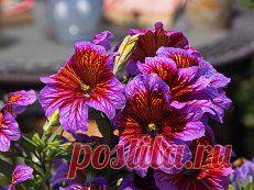 картинки цветов красивые - 464 тыс. картинок. Поиск@Mail.Ru