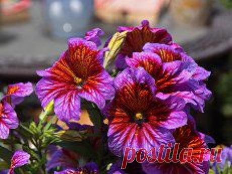 картинки цветов красивые - 464 тыс. картинок. Поиск@Mail.Ru