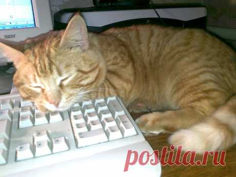 И днем и ночью кот ученый...