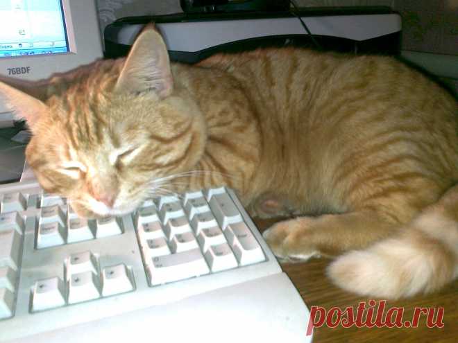 И днем и ночью кот ученый...