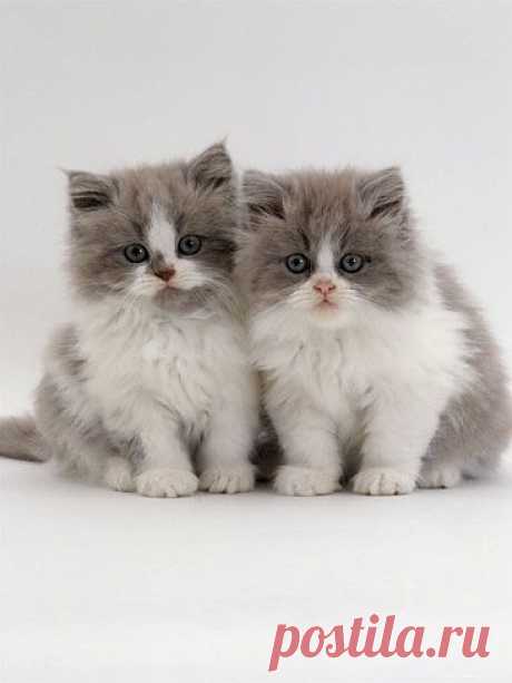 (via FABULOUS FELINES / Domestic Cat, 9-Week, Blue Bicolour Persian Kittens)