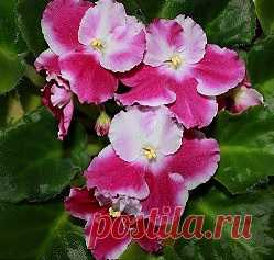 Фиалковы полезности
