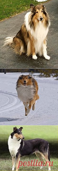 Колли (Collie) - описание породы собаки, фото, стандарт, уход за собакой, щенки и птомники | Animal.ru