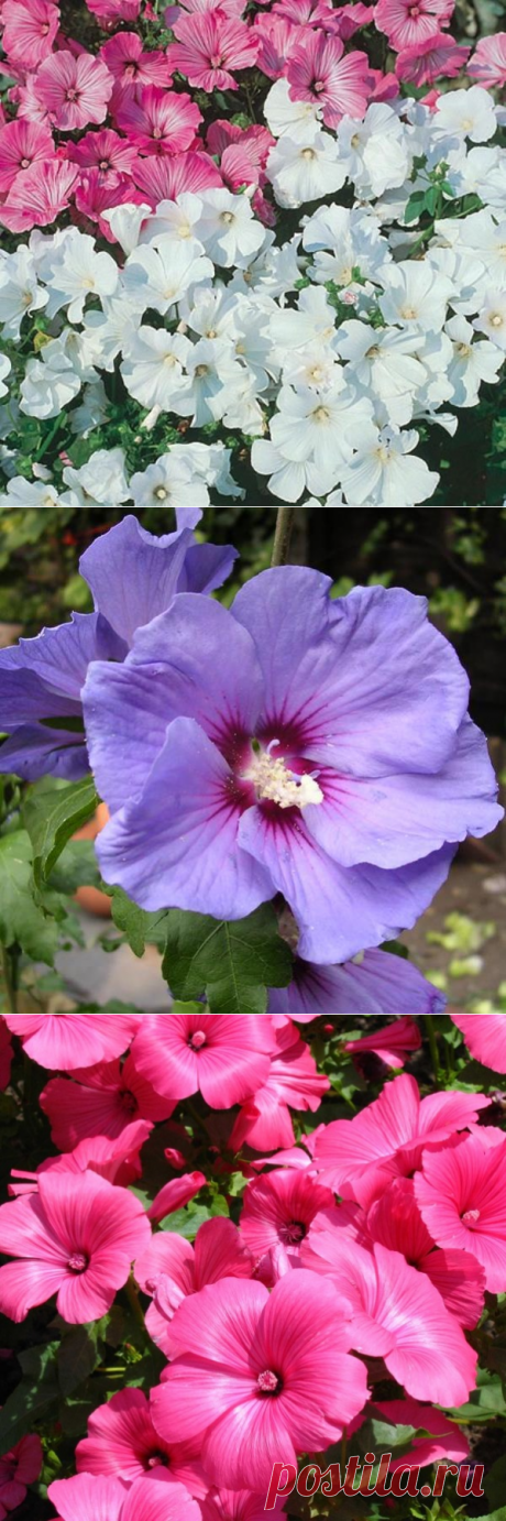 Цветы лаватера: фото и выращивание из семян, сорта и уход