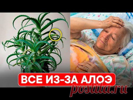 Вот, что будет с теми, у кого дома растет АЛОЭ. Даже не догадываетесь что алоэ творит с телом