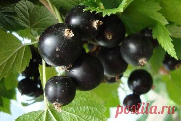Оздоровление организма с помощью черной смородины