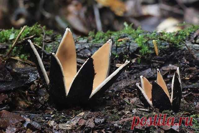 Звездообразный гриб, который прозвали Сигарой дьявола (Chorioactis geaster), является одним из самых редких грибов в мире.