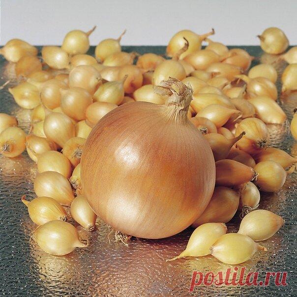 Севок мелкий, да репка велика – как я выращиваю всегда крупный подзимний лук | Добрый дачник | Яндекс Дзен