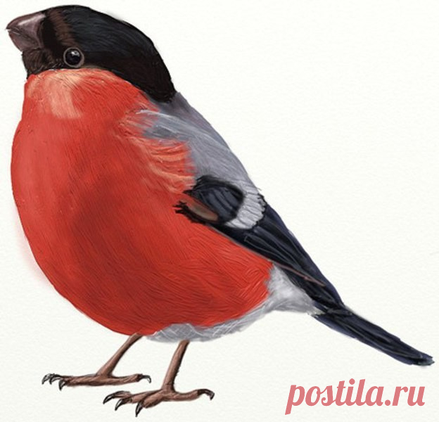 Рисуем красивого снегиря