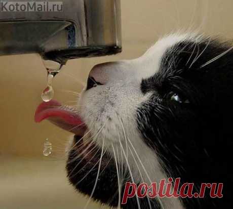 Глоток воды!