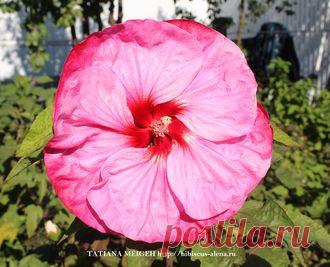 СЕМЕНА ТРАВЯНИСТЫХ ГИБИСКУСОВ - №10-17 -7шт