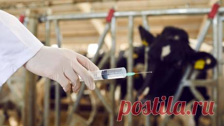 Нарколабораторию в коровнике обнаружили полицейские, когда искали пропавшего мужчину. Нарколабораторию и 4 килограмма мефедрона нашли в заброшенном подмосковном коровнике полицейские, когда искали пропавшего жителя Нижнего Тагила. Об этом сообщает Life со ссылкой на Shot. С заявлением об исчезновении сына в полицию ...