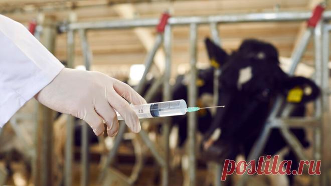 Нарколабораторию в коровнике обнаружили полицейские, когда искали пропавшего мужчину. Нарколабораторию и 4 килограмма мефедрона нашли в заброшенном подмосковном коровнике полицейские, когда искали пропавшего жителя Нижнего Тагила. Об этом сообщает Life со ссылкой на Shot. С заявлением об исчезновении сына в полицию ...