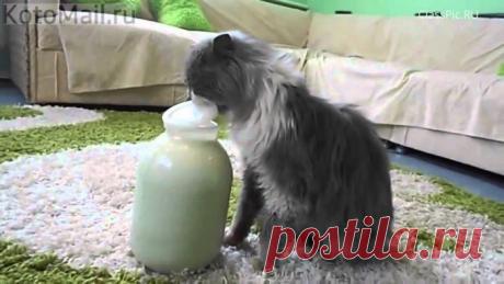 Любишь молоко -- люби и крышки открывать!