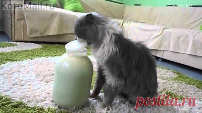 Любишь молоко -- люби и крышки открывать!
