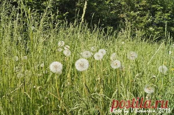 До  чего же смелый одуванчик белый.