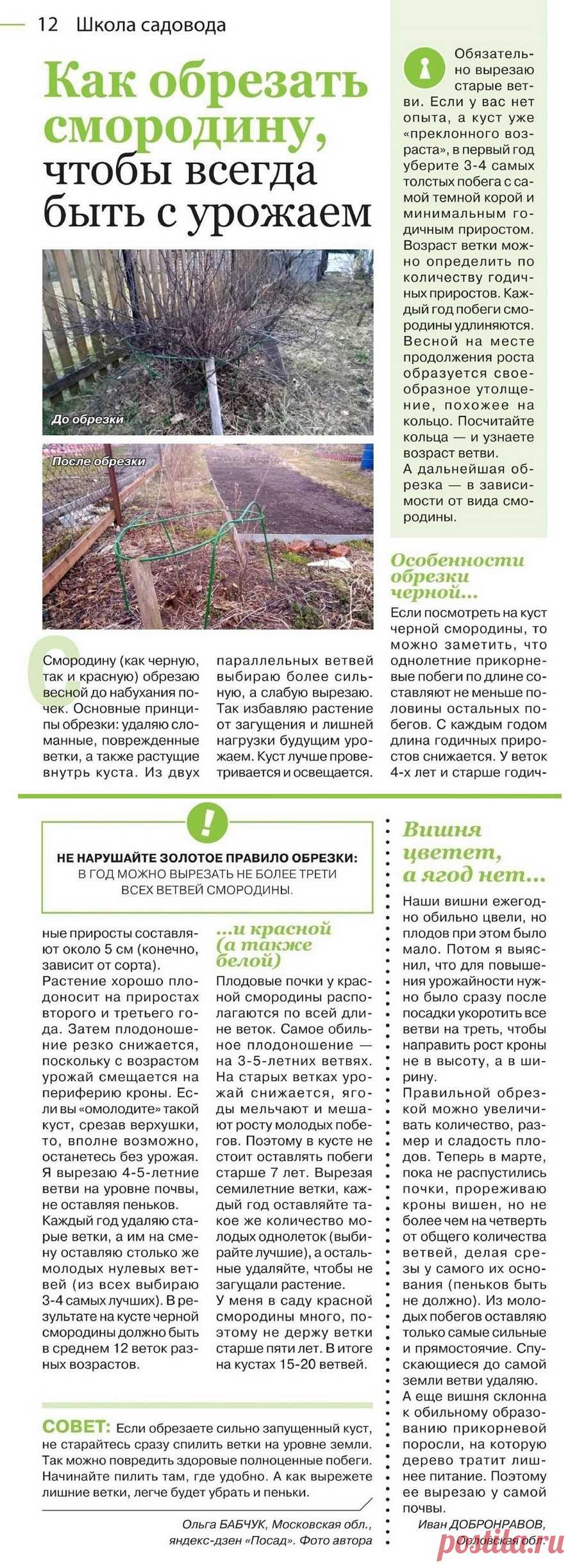 Как обрезать смородину, чтобы всегда быть с урожаем