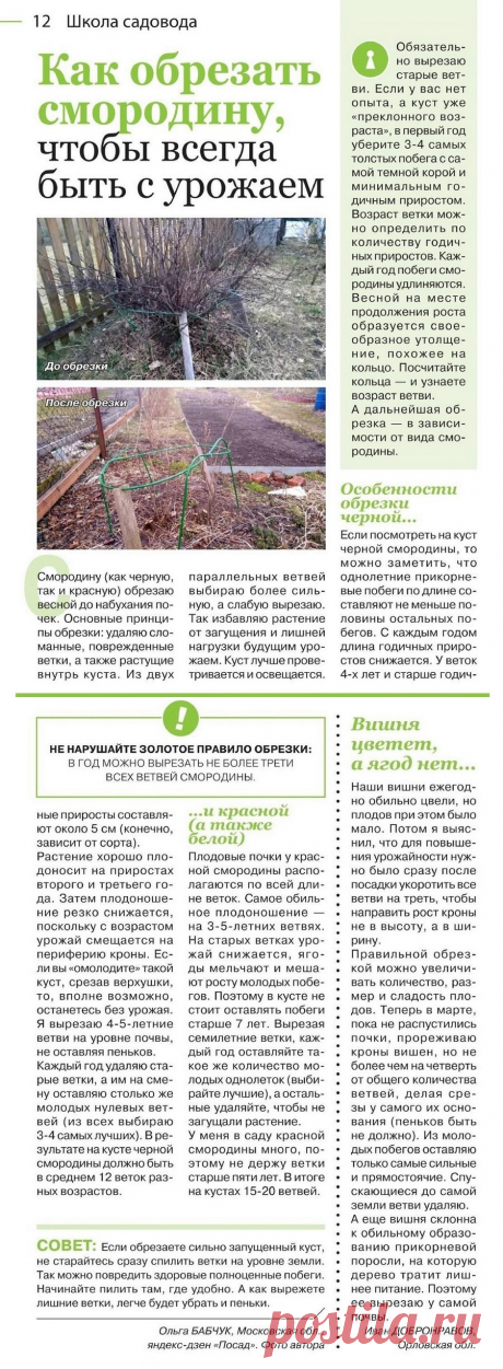 Как обрезать смородину, чтобы всегда быть с урожаем