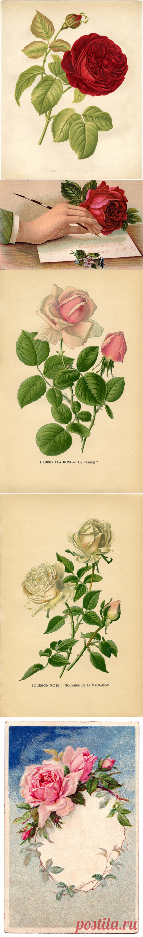 10 Бесплатные Старинные Розы Изображения-Великолепный! - Графика Сказочная