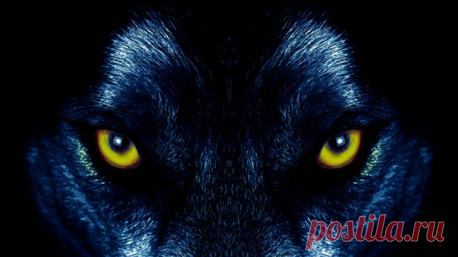 Download Wolf Wallpaper Over 50+ high-definition Wolf wallpapers for free download! Customize your desktop, mobile phone and tablet with our Wolf wallpapers now!
