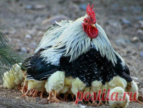 Самые Убойные Анекдоты
- ГДЕ Ж ЕЁ НОСИТ.....МАТЬ ВАШУ...)))))