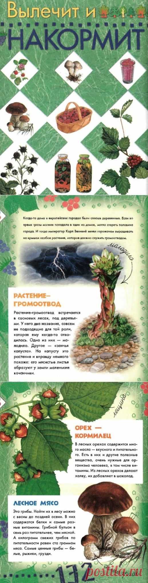 "Вылечит и накормит." - Большая книга леса.