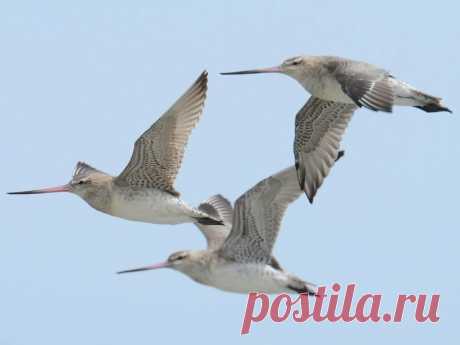 Животные, которые удивили нас в 2020 году (часть 6-я) | Batrachospermum Magazine | Яндекс Дзен