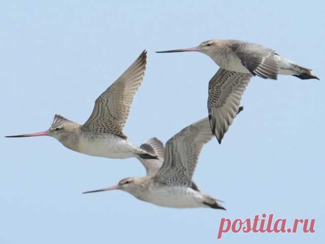 Животные, которые удивили нас в 2020 году (часть 6-я) | Batrachospermum Magazine | Яндекс Дзен